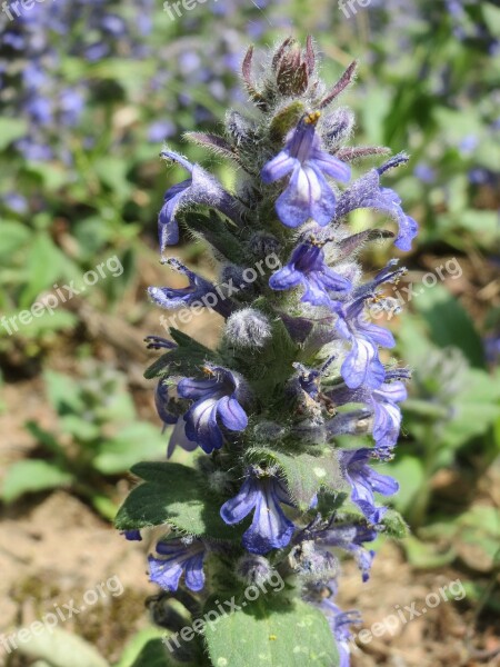 Ajuga Reptans Bugle Blue Bugle Bugleherb Bugleweed