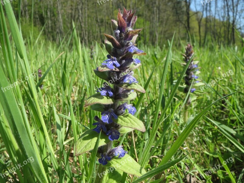 Ajuga Reptans Bugle Blue Bugle Bugleherb Bugleweed