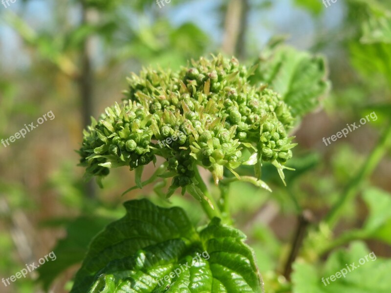 Viburnum Opulus Guelder-rose Shrub Flora Plant