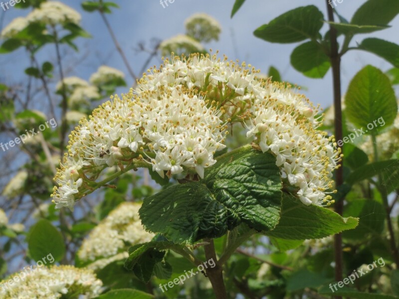 Viburnum Lantana Wayfarer Wayfaring Tree Shrub Tree