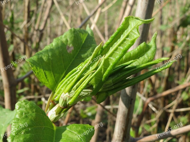 Fallopia Japonica Japanese Knotweed Flora Invasive Plant Botany