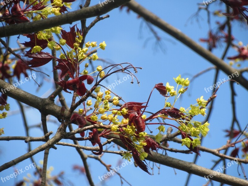 Acer Platanoides Norway Maple Tree Blossom Macro