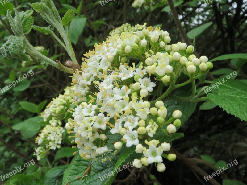 Viburnum Lantana Wayfarer Wayfaring Tree Shrub Tree