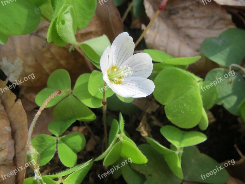 Oxalis Acetosella Wood Sorrel Common Wood Sorrel Wildflower Flora