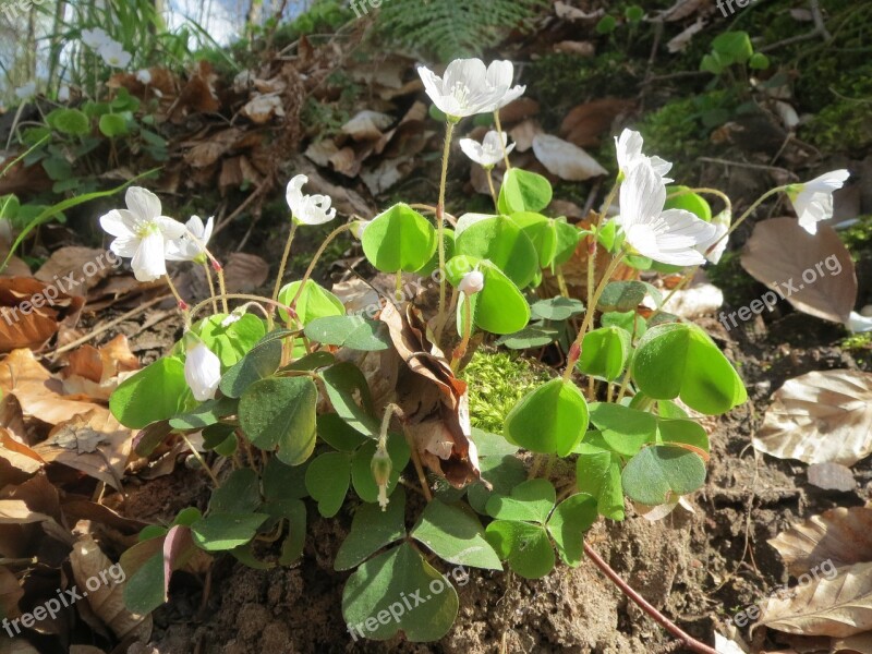 Oxalis Acetosella Wood Sorrel Common Wood Sorrel Wildflower Flora