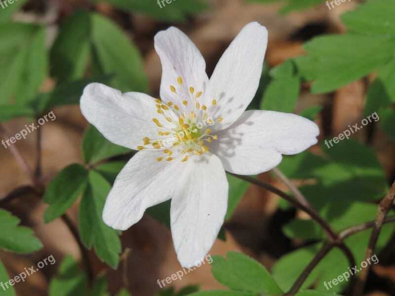 Anemone Nemorosa Wood Anemone Windflower Thimbleweed Smell Fox