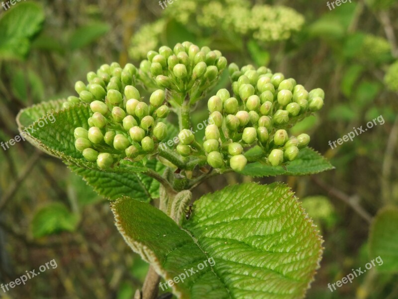 Viburnum Lantana Wayfarer Wayfaring Tree Tree Shrub