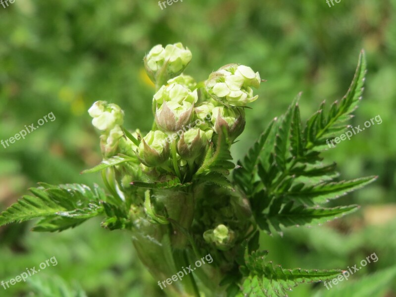 Anthriscus Sylvestris Cow Parsley Wild Chervil Wild Beaked Parsley Keck