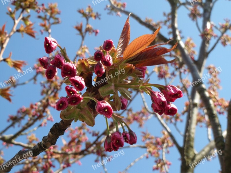 Prunus Serrulata Japanese Cherry Hill Cherry Oriental Cherry East Asian Cherry