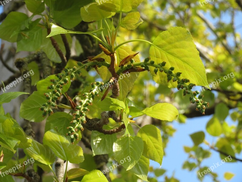 Populus Tree Inflorescence Macro Flora