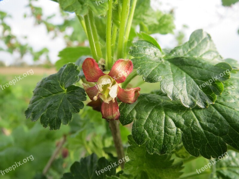 Ribes Uva-crispa Gooseberry Fruit Berry Shrub