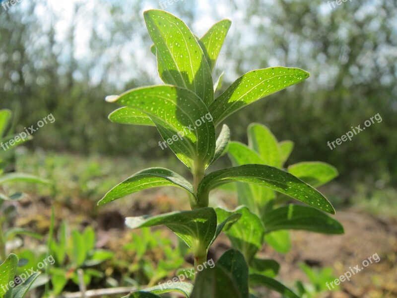 Hypericum Perforatum Perforate St John's-wort Common Saint John's Wort St John's Wort Wildflower