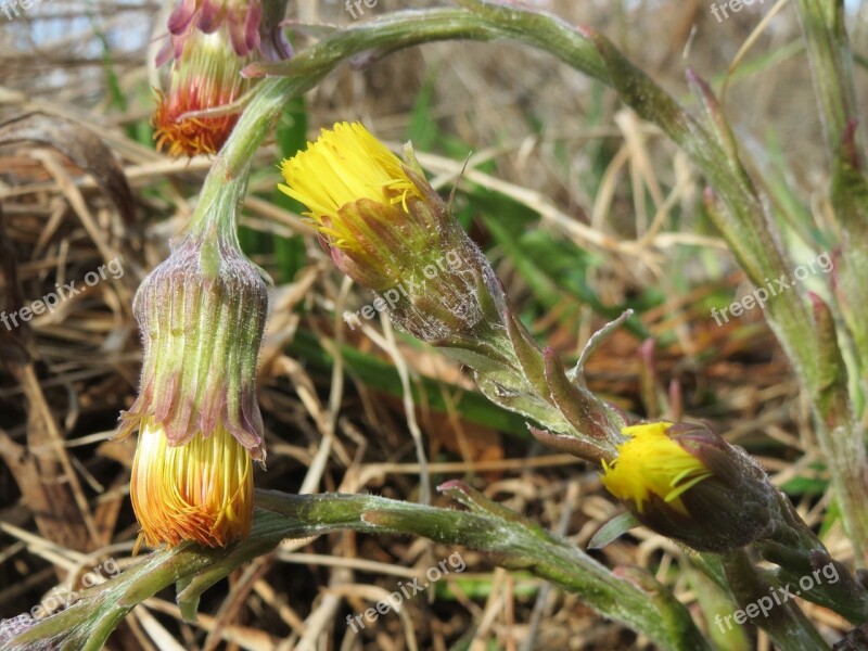 Tussilago Farfara Coltsfoot Wildflower Flora Botany