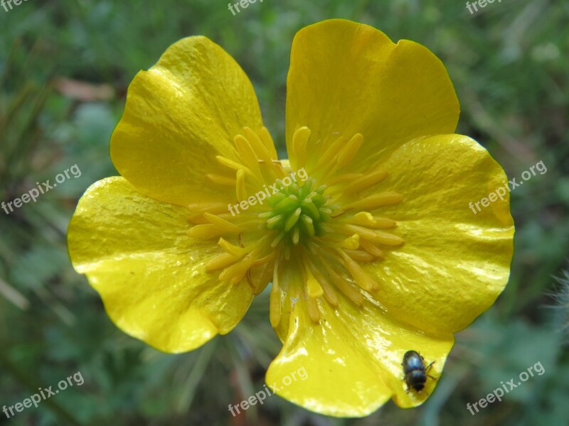 Ranunculus Acris Meadow Buttercup Tall Buttercup Giant Buttercup Wildflower