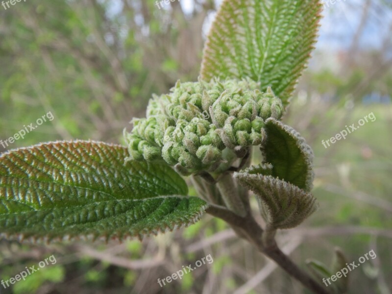 Viburnum Lantana Wayfarer Wayfaring Tree Tree Shrub