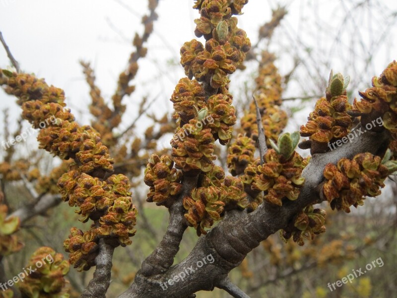 Hippophae Rhamnoides Common Sea-buckthorn Shrub Macro Flora