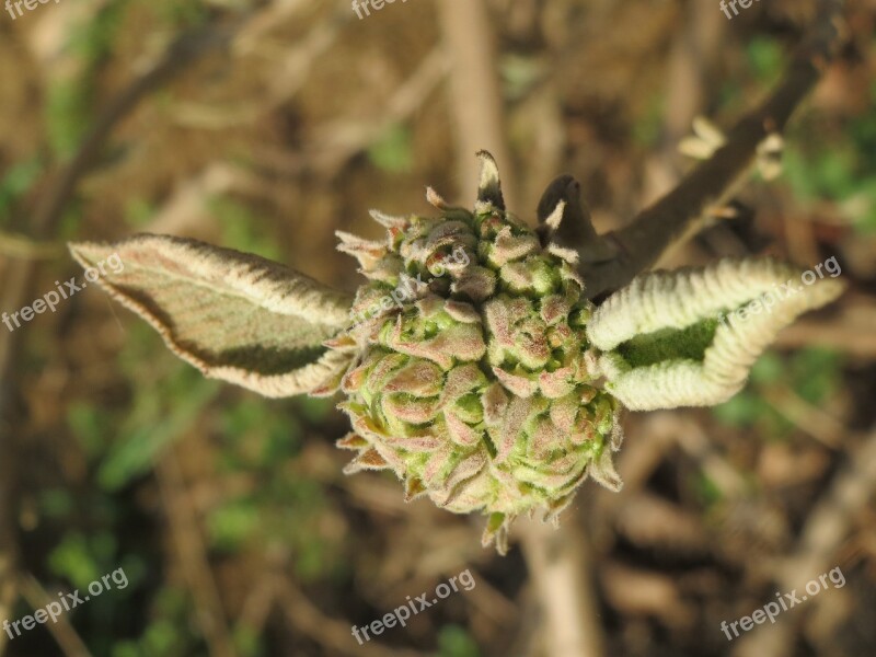 Viburnum Lantana Wayfarer Wayfaring Tree Tree Shrub