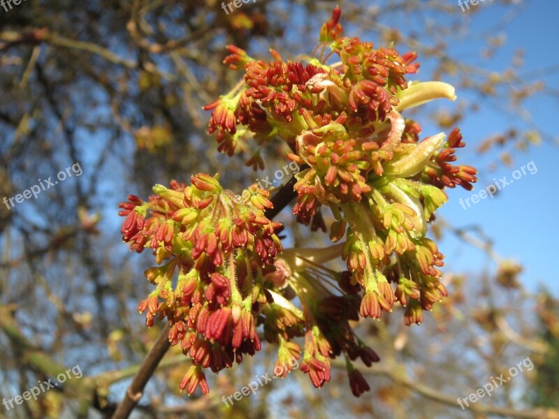 Acer Negundo Box Elder Boxelder Maple Ash-leaved Maple Maple Ash