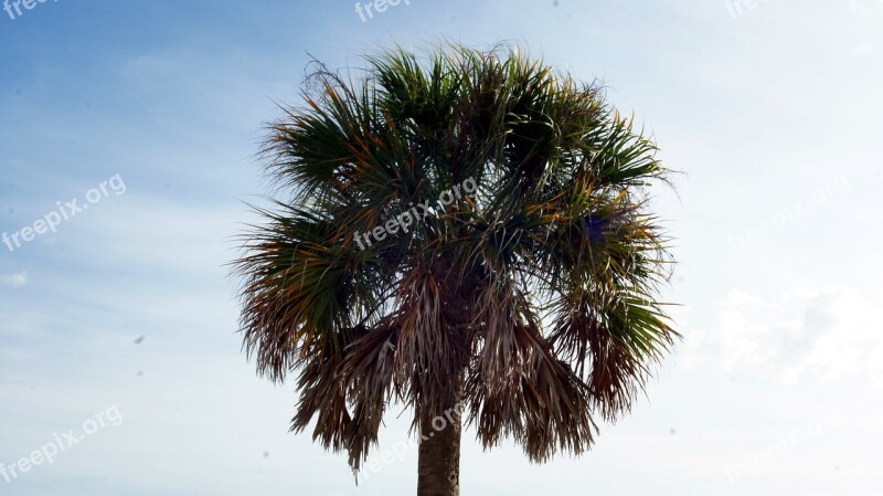 Palm Tree Florida Beach Palm Tropical