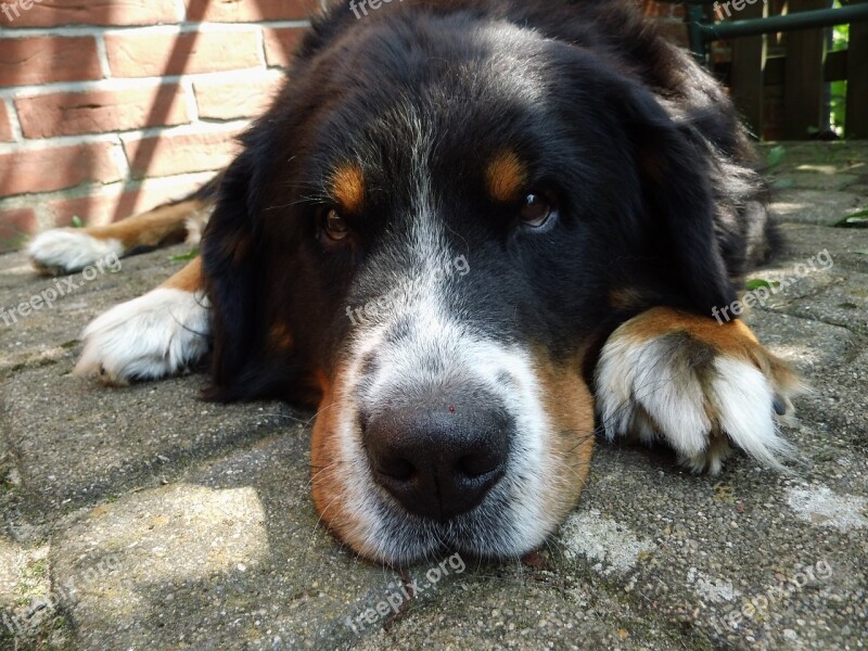 Berner Sennen Dog Lazy Summer Relax Free Photos