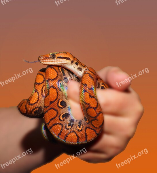 Snake Rainbow Boa Reptile Scale Brazilian Red Rainbow Boa