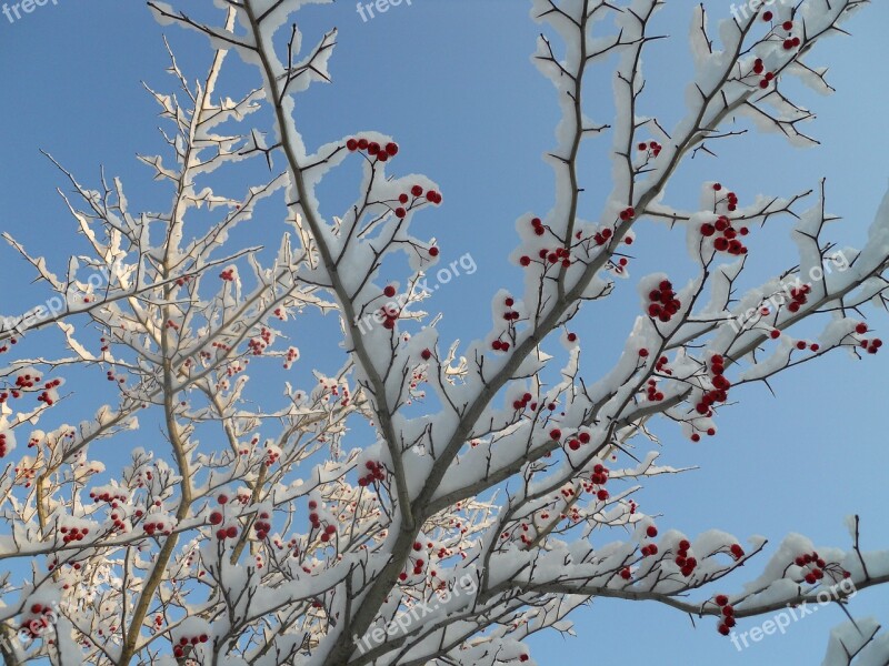 Hawthorne Tree Red Berries Snow Hawthorn Tree