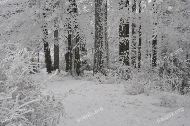 Winter Forest Snow Frost Mountains