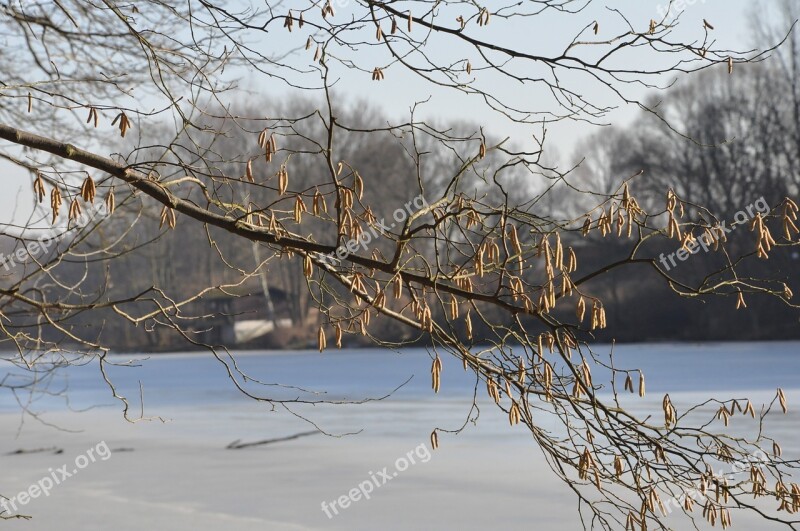 Winter Lake Ice Plant Tree