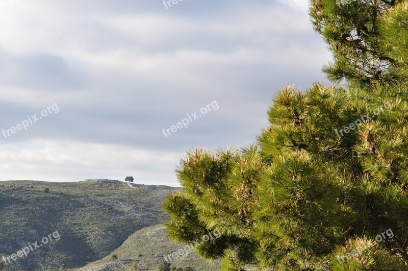 Mountains Landscape Tree View Top View