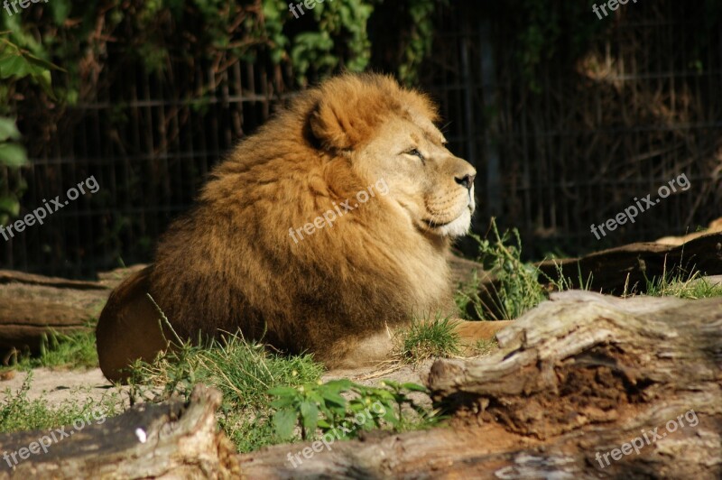 Lion Animal Predator Zoo Big Cat