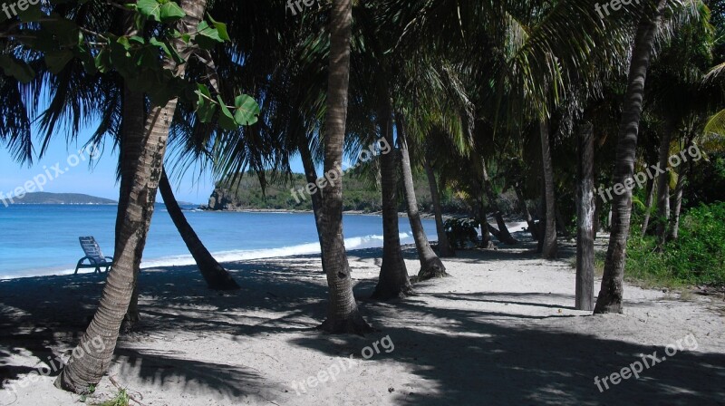 Caribbean Beach Palm Trees Free Photos