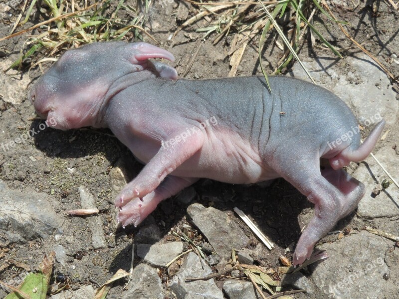 Oryctolagus Cuniculus Rabbit Baby Newborn Naked