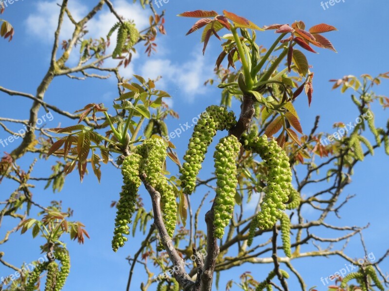 Juglans Regia Persian Walnut English Walnut Common Walnut Catkins