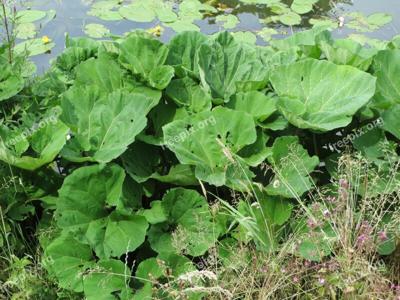 Petasites Hybridus Butterbur Common Butterbur Pestilence Wort Flora