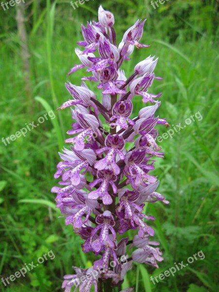 Orchis Militaris Military Orchid Wildflower Flora Inflorescence