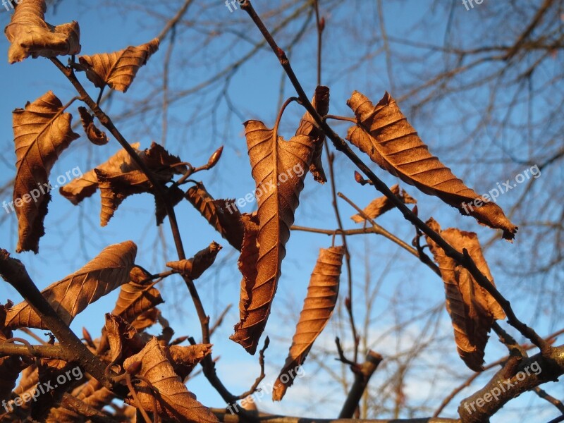 Carpinus Betulus Europena Hornbeam Common Hornbeam Hedge Leaves