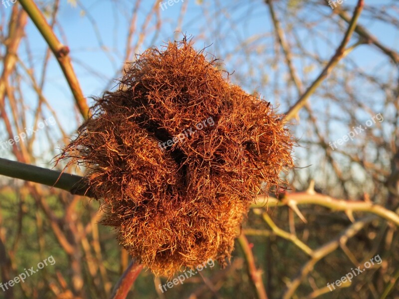 Diplolepis Rosae Rose Bedeguar Gall Robin's Pincushion Gall Moss Gall Gall Wasp