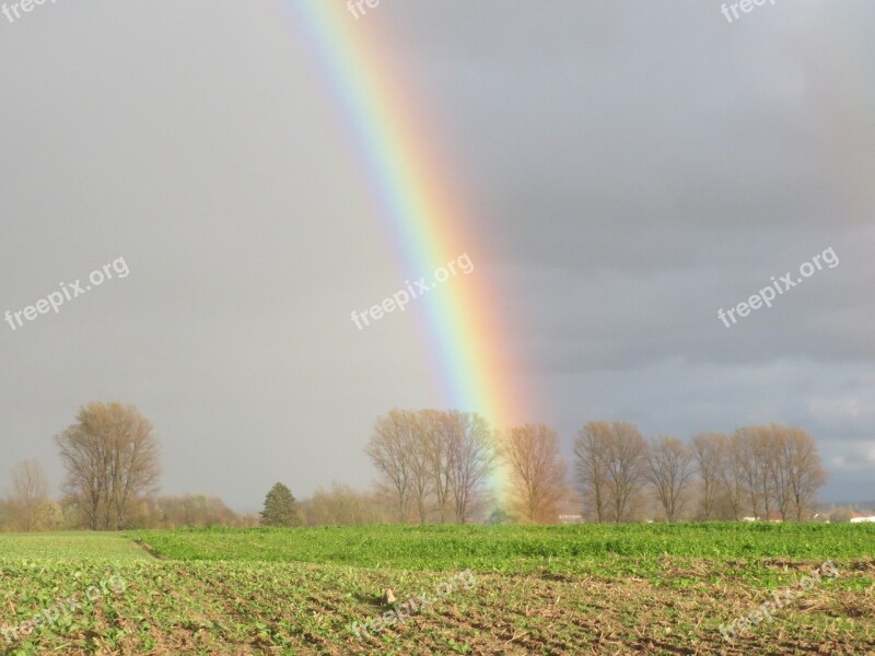 Rainbow Trees Colorful Scenic Effect