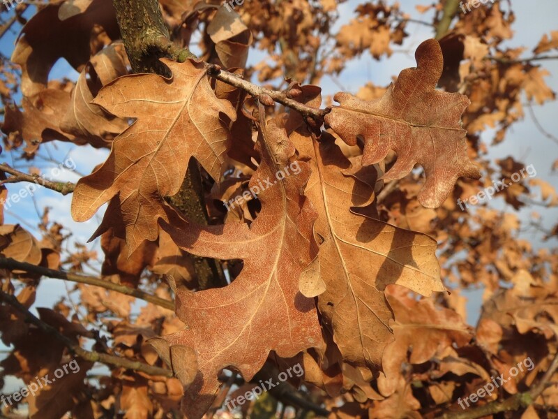 Quercus Robur English Oak Pedunculate Oak French Oak Leaves