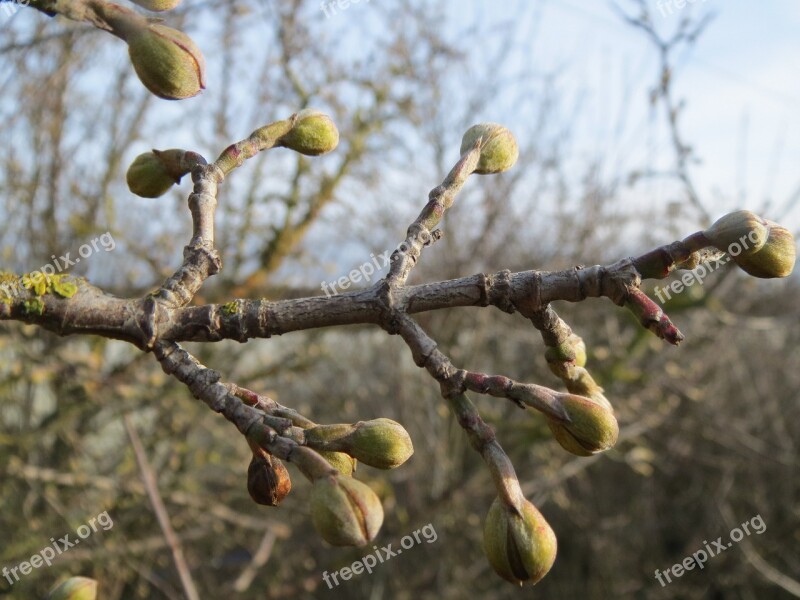 Cornus Mas Cornelian Cherry European Cornel Dogwood Buds