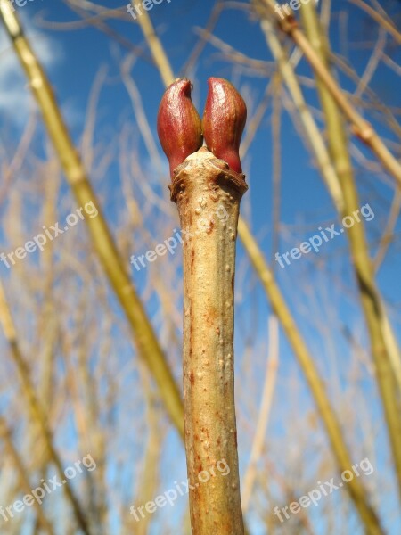 Viburnum Opulus Guelder-rose Buds Twig Branch