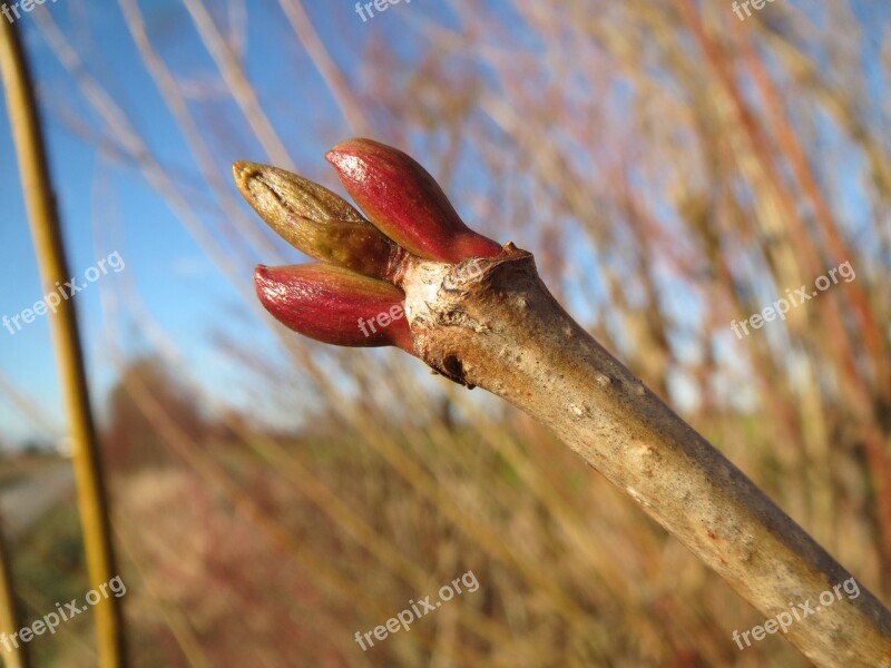 Viburnum Opulus Guelder-rose Buds Twig Branch