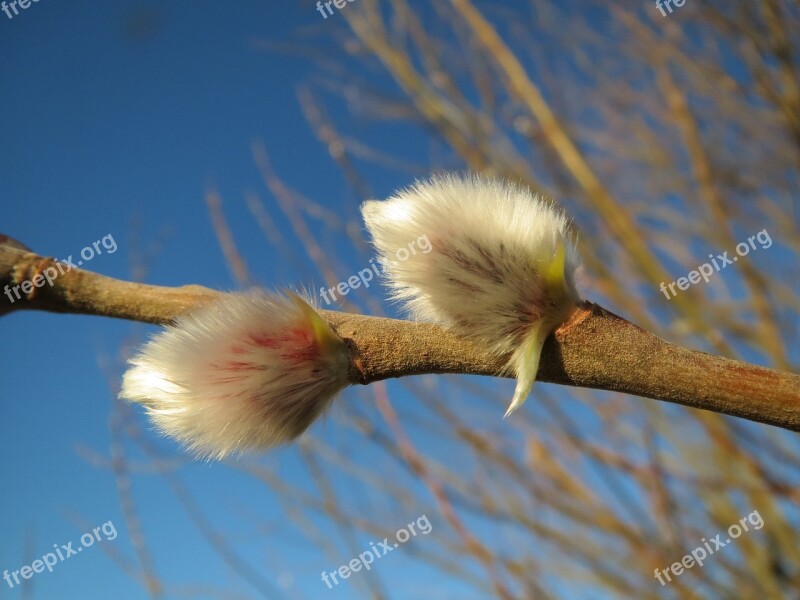 Salix Caprea Goat Willow Pussy Willow Great Sallow Catkins