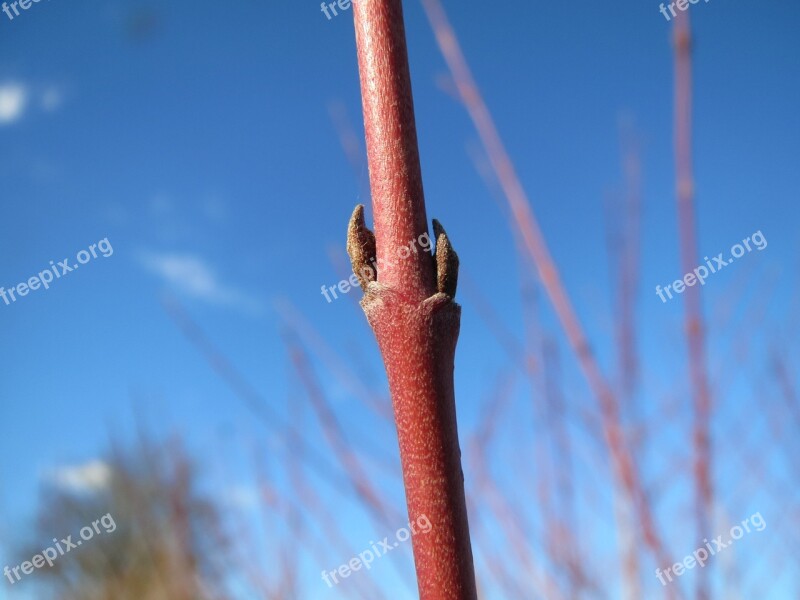 Cornus Sanguinea Common Dogwood Buds Twig Branch