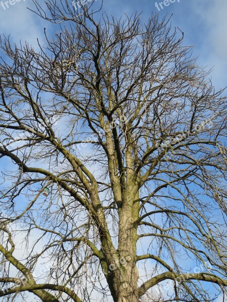 Aesculus Hippocastanum Horse-chestnut Conker Tree Tree Flora