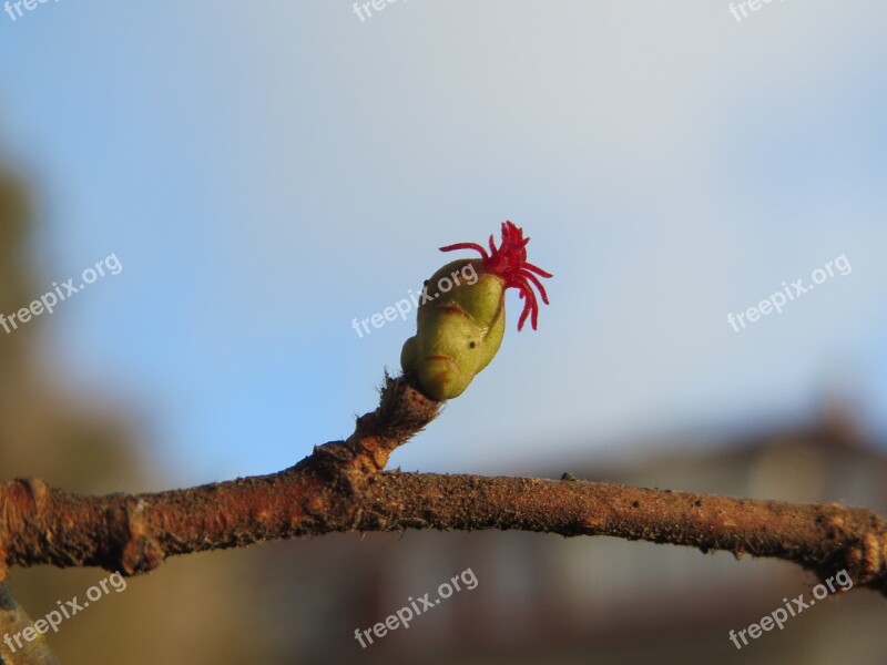 Corylus Avellana Common Hazel Macro Bud Blossom