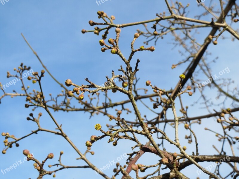 Cornus Mas Cornelian Cherry European Cornel Dogwood Buds