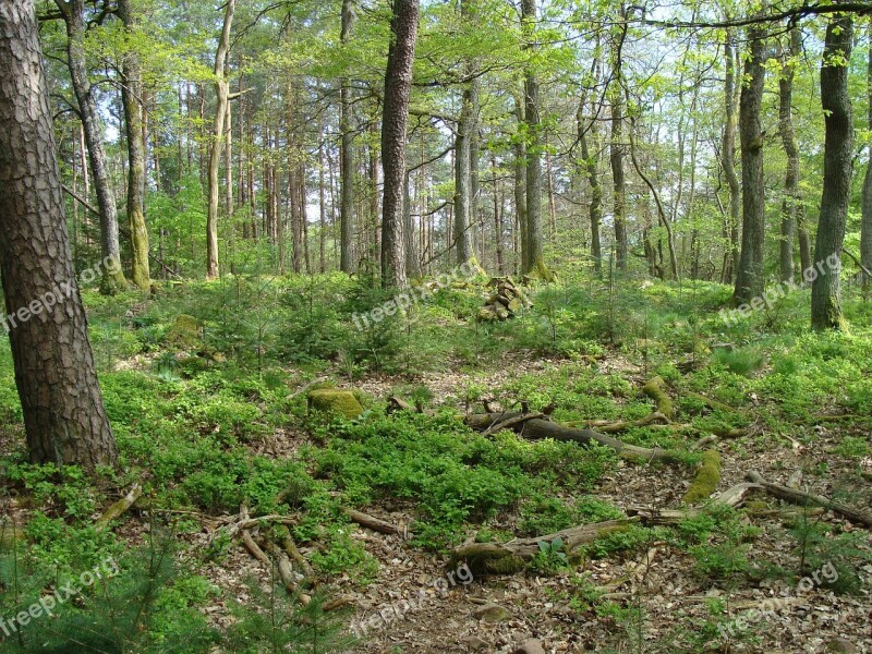 Rotsohlberg Palatine Forest Top Summit Trees