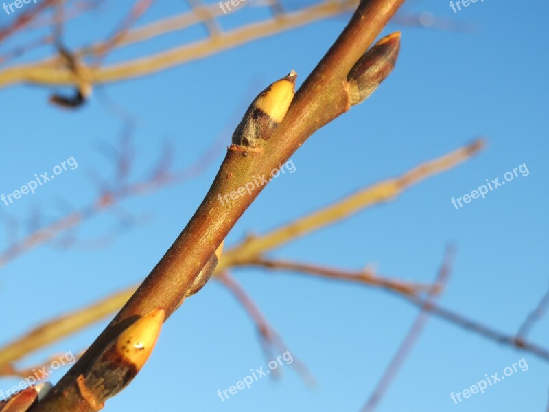 Salix Caprea Goat Willow Pussy Willow Great Sallow Buds