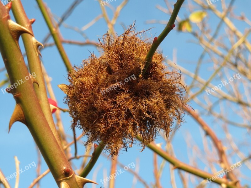 Diplolepis Rosae Rose Bedeguar Gall Robin's Pincushion Gall Moss Gall Gall Wasp